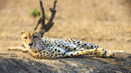 Aufnahme eines Geparden beim Ruhen liegend im Sand während er aufmerksam die Umgebung beobachtet...
