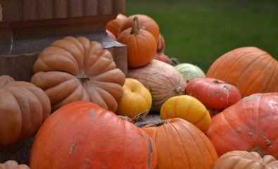 Fall Pumpkins