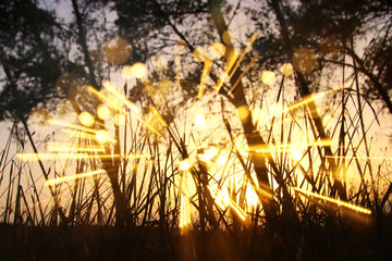 blurred abstract photo of light burst among trees and glitter bokeh lights. filtered image and textured