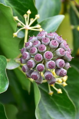 beautiful fruits of Common Ivy Hedera Helix Linne