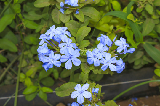 Tonikum Bilder Durchsuchen 345 Archivfotos, und Videos