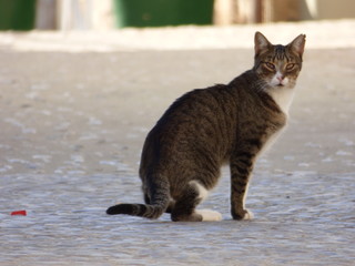 Gato en Alarcon, pueblo de interes turistico en Cuenca, Castilla La Mancha, España