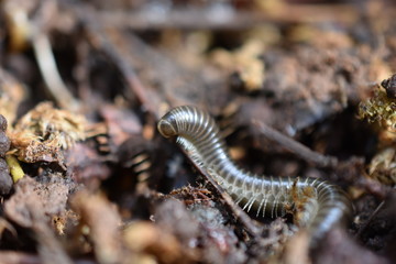 Millipede