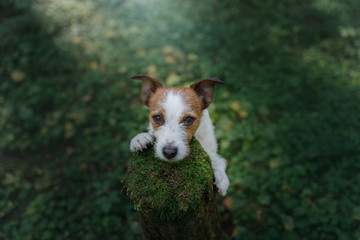 Naklejka na ściany i meble Dog Jack Russell Terrier posing in the forest