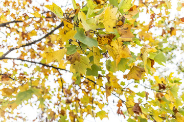 Green and yellow leaves on a tree branch in an autumn forest scene