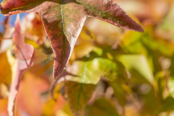 Many leaves on a tree branch on autumn colours