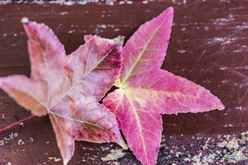 Orange red dead autumn leaf close up
