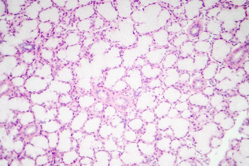 Glandular epithelium, micrograph of submandibular salivary gland