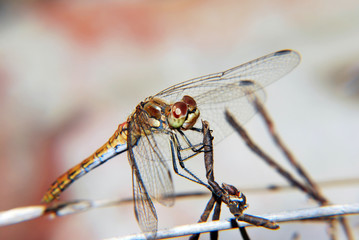 Dragonfly in nature, close up photography, portrait of dragonfly 