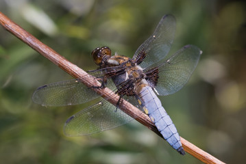Dragonfly in nature, close up photography, portrait of dragonfly 