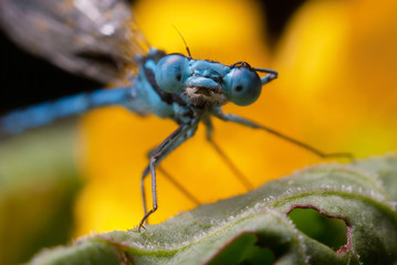 Dragonfly in nature, close up photography, portrait of dragonfly 