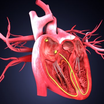 3d illustration of human heart anatomy