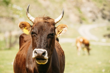 Close Up Of Funny Red Cow In Meadow Or Field