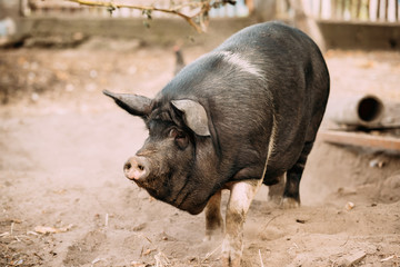 Household Large Black Pig In Farm. Pig Farming Is Raising And Breeding