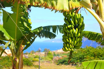 Bananenstaude