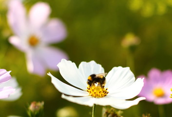 nature, flowers, journey, field, insects, forest, still life, road, river, landscape, clouds, sky,...