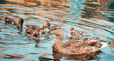 Duck with ducklings in the lake