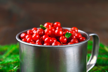Cowberry, foxberry, cranberry, lingonberry in an aluminum mug on a brown wooden table. Surrounded by fir branches.