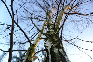 Naklejka premium Naked birch on blue sky backgrounds