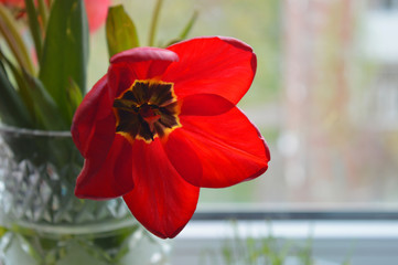 Красный тюльпан red flower tulip