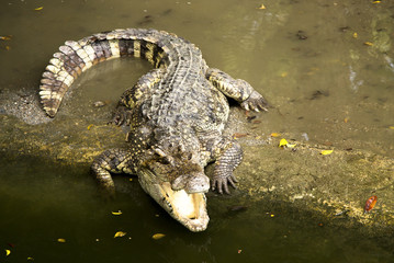 wild crocodile 