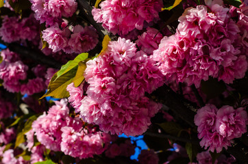 Blossoming branches of sakura