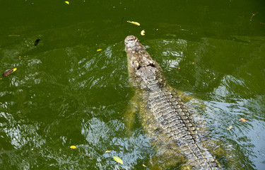 Giant Crocodile Bangkok Thailand