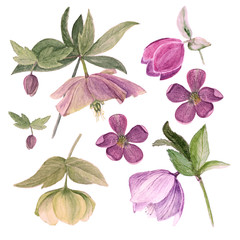 Set of watercolor botanical illustration of hellebores isolated on white background in rose filter