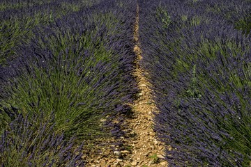 Lavande à Saint-Jurs, Alpes-de-Haute-Provence, France