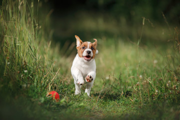 Puppy Jack Russell Terrier running on the grass