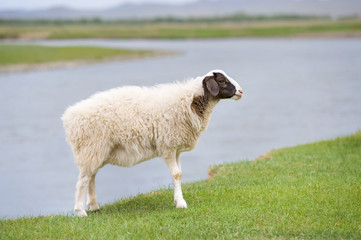 Obraz premium solitary sheep