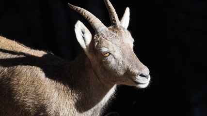 steinbock portrait