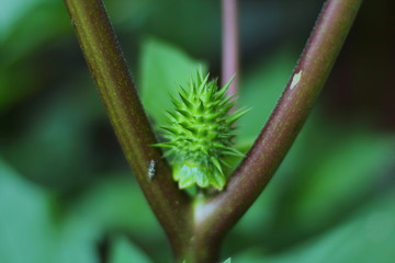 nature, landscape, forest, shish kebabs, rest, fresh air, wheat, sky, bicycle, travel, sport