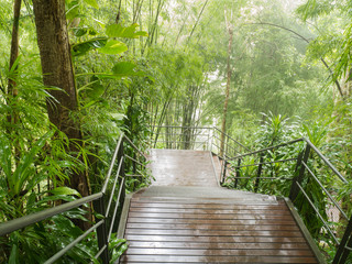 Wooden Stairway in the forest