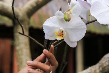 Garten und Gartenbau: Blühende weisse Orchideen schmücken den  Asia Zen Garten 