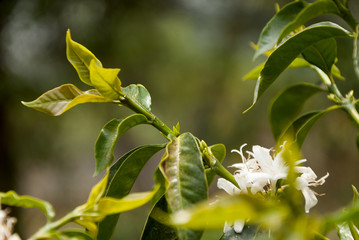 Coffee tree blossom with white color flower close up view. Coffea ar&aacute;bica Guatemala.