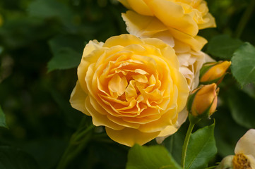 Yellow rose blooms in the garden. Beautiful tender rose with buds against a background of blurry green leaves.