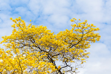 Trees of guayacán