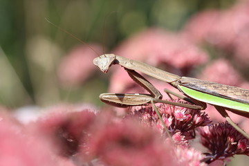 Preying Mantis on pink flowers