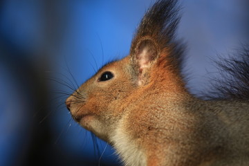 Obraz premium wild squirrel in the park