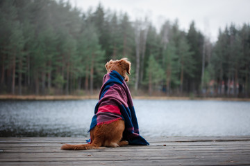 Dog Nova Scotia duck tolling Retriever sits under a blanket