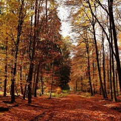 Herbsttag im Wald