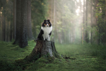 Sheltie dog in the nature