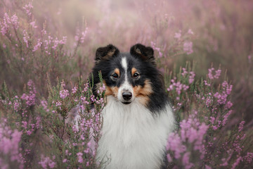 Sheltie dog sitting in the Heather