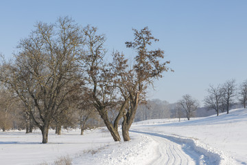 Winter fairy tale, Iced Trees, winter morning