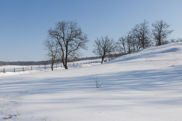 Fototapeta na wymiar Winter fairy tale, Iced Trees, winter morning