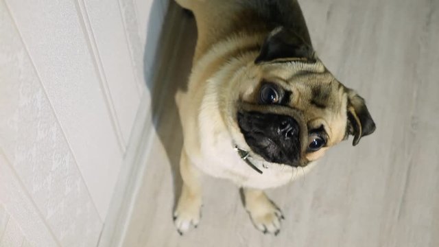 The cute pug looks interested in the camera. Slow motion. The dog is indoors.