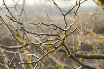 Fototapeta na wymiar Bare branches in cold