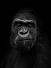 Gorilla gorilla, The western gorilla, baby gorilla © kamilpetran