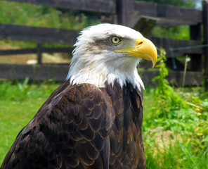Golden Eagle